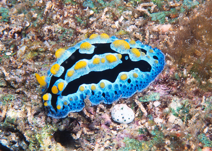 Phyllidia coelestis